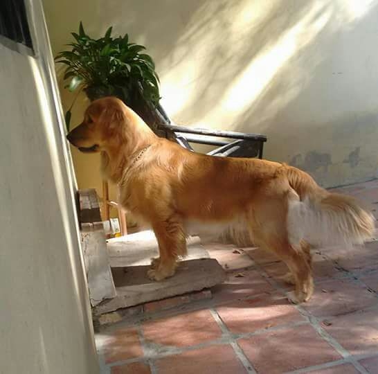 Família FranWill`s House - Goldens